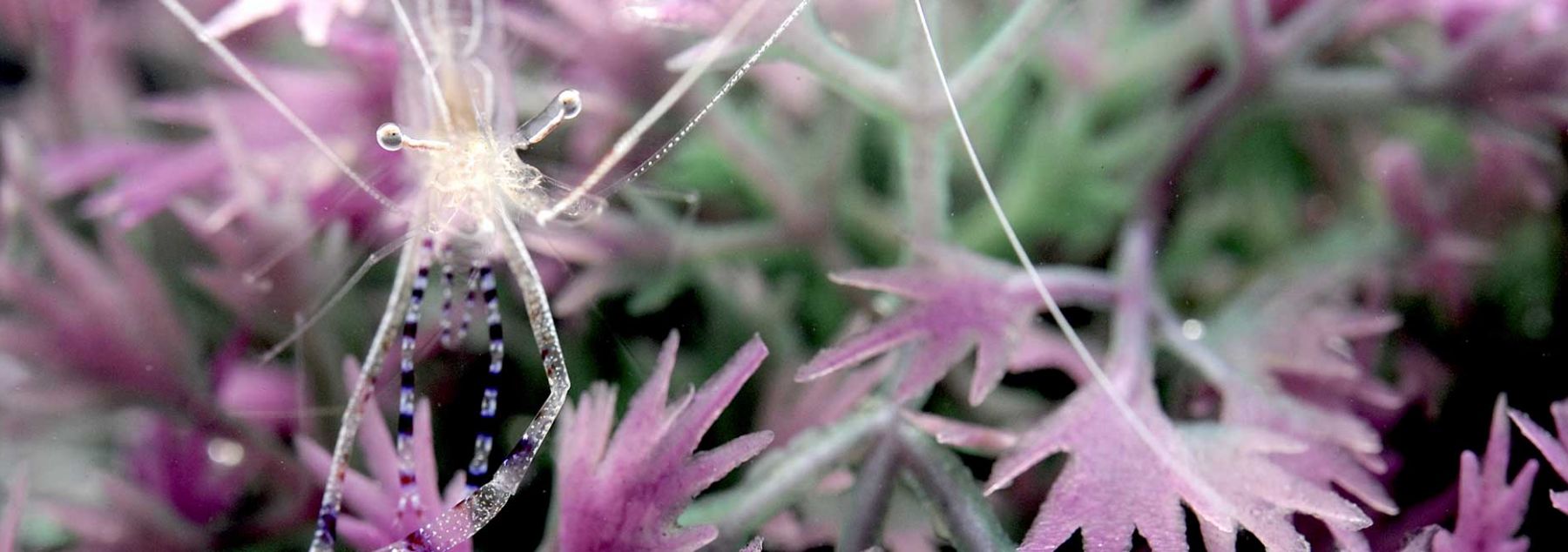 Vision and Signaling in Interspecific Interactions Banner