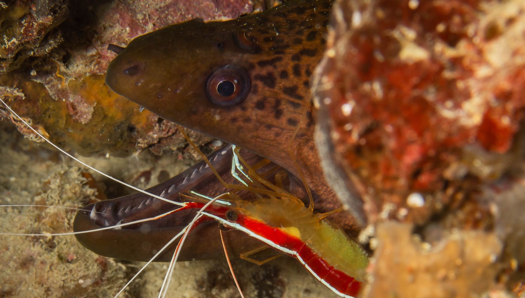 Behavioral Ecology of Cleaning Interactions